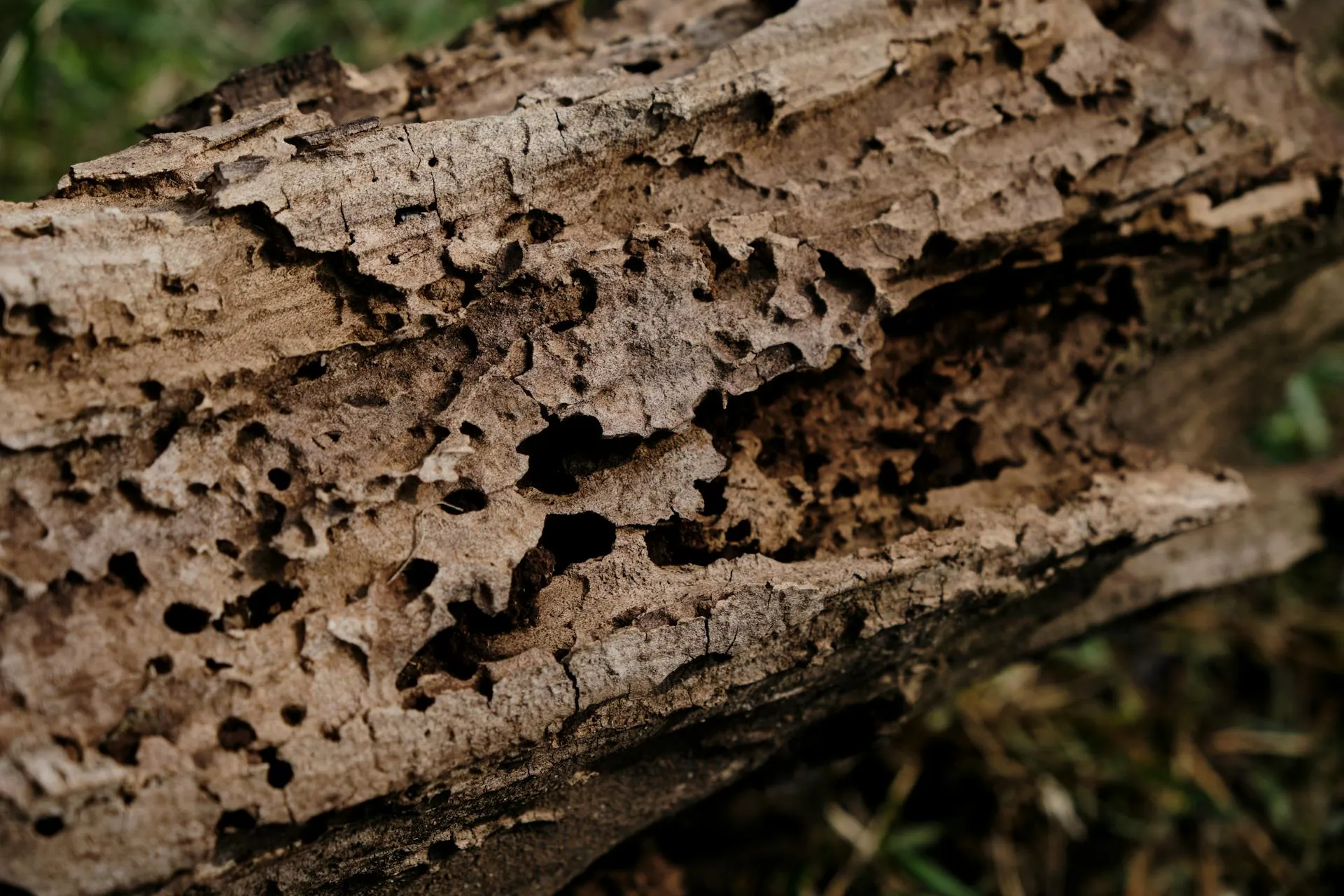 Close-up of weathered timber showing pinhole damage and decay typical of subterranean termite activity